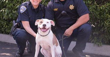 How To Become An Animal Control Officer