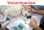 How to become a Veterinarian