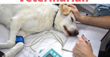 How to become a Veterinarian