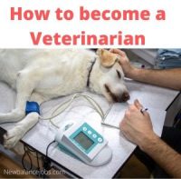 How to become a Veterinarian