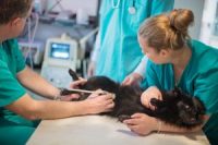 How to become a wildlife rehabilitator