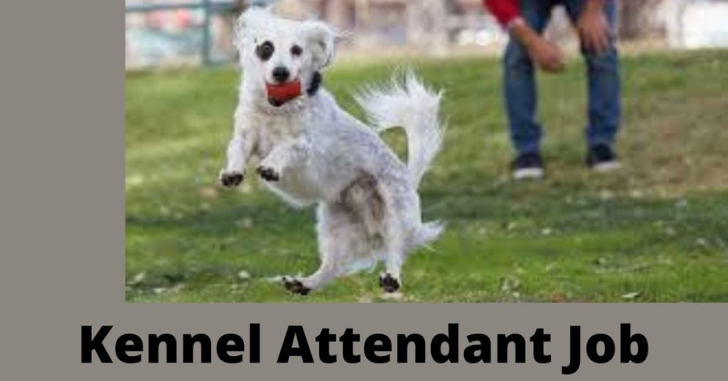 Kennel Attendant Job