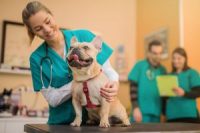 What GPA Do You Need To Get Into Vet School