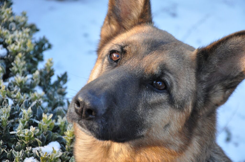 K9 Police Officer: Job description, salary, and Duties