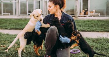 jobs with dogs