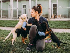 jobs with dogs