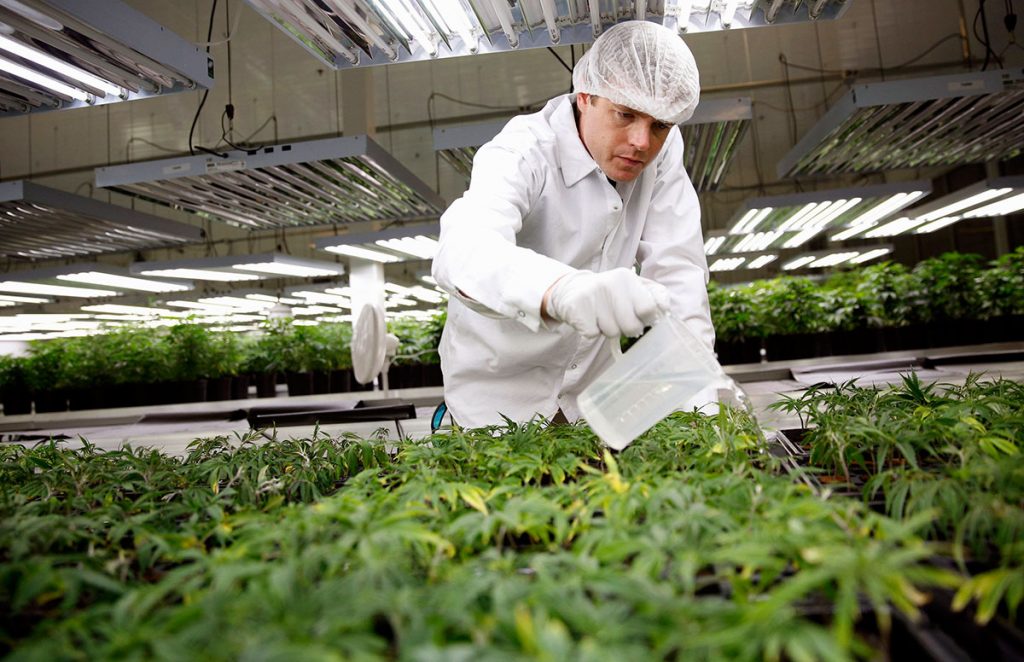 20 Best-Paying Jobs In The Cannabis Industry Today (Full List) 1