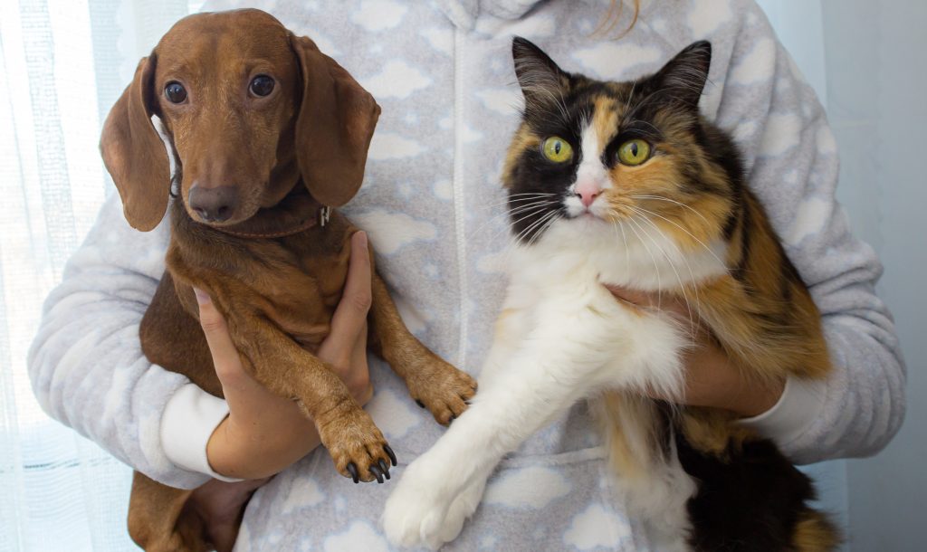 10 Pet Insurance You Need to Consider before going for Pet Insurance