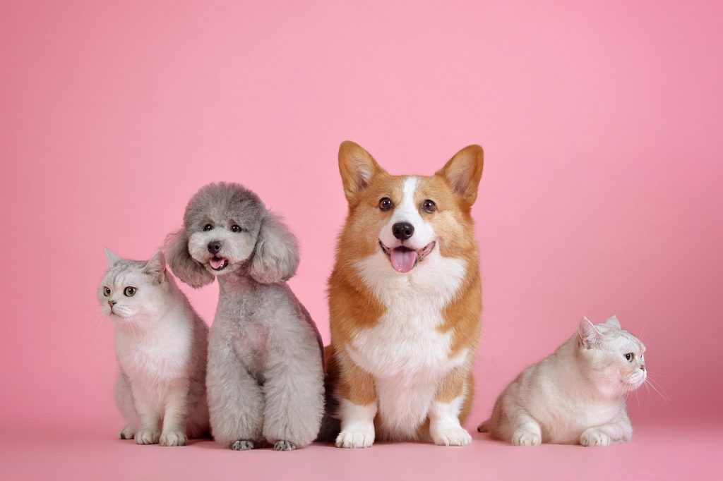 15 Top Best Pet Insurance in Canada