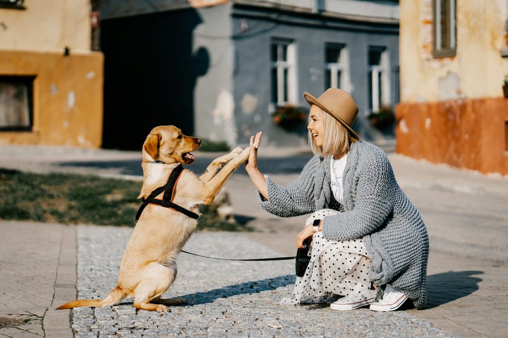 Full List of Decent Pet Insurance Plans