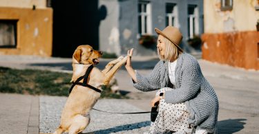 Full List of Decent Pet Insurance Plans