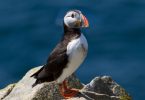 What is it Like to Have a Pet Puffin?
