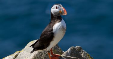 What is it Like to Have a Pet Puffin?