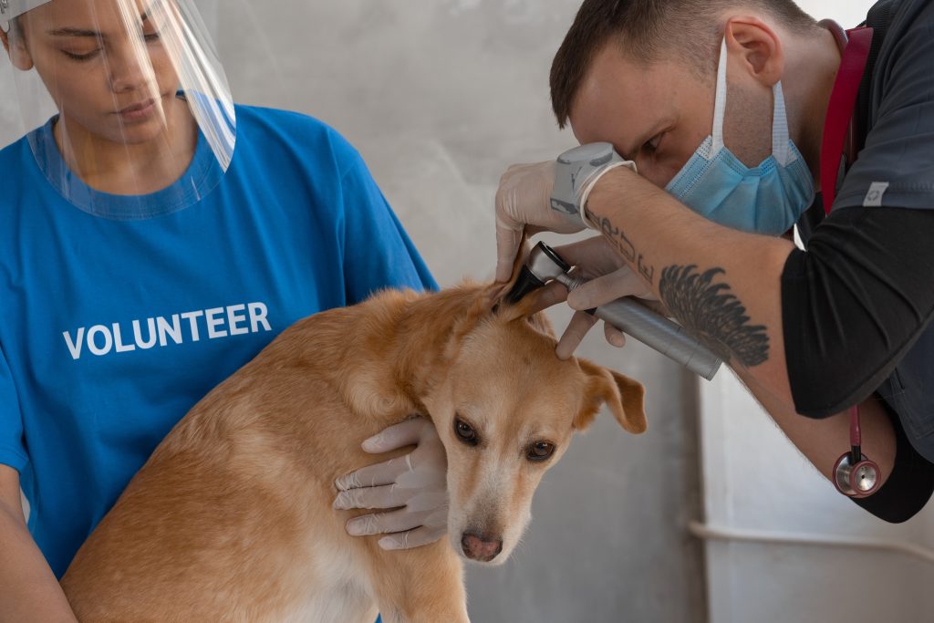 How to Become a Veterinary Technologist