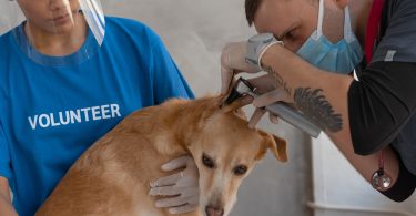 How to Become a Veterinary Technologist