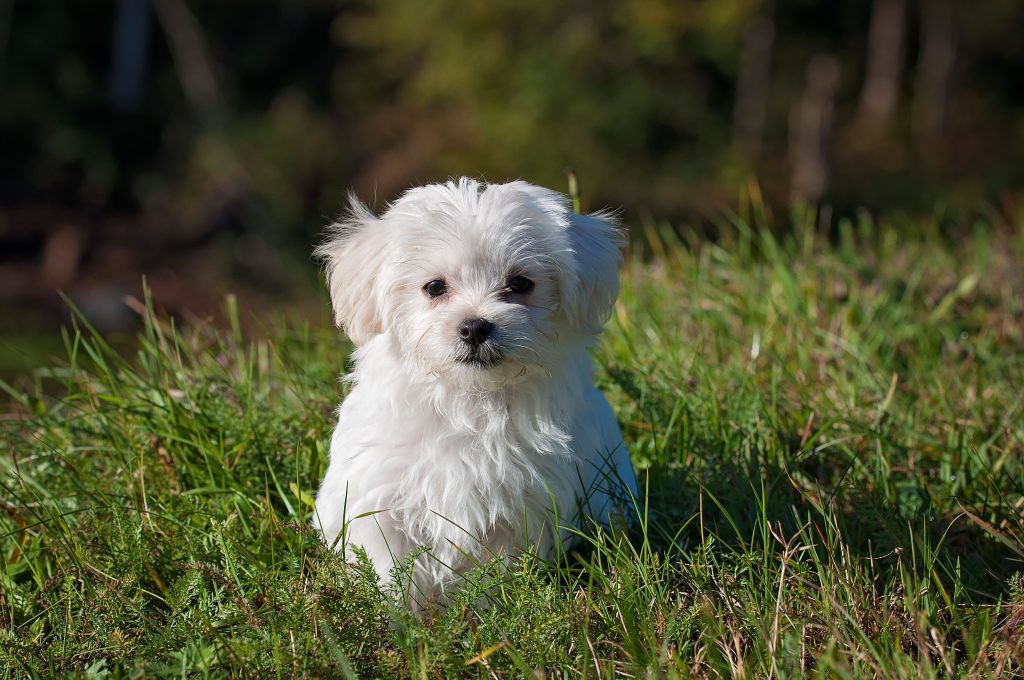 How to Groom a Maltese