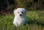 How to Groom a Maltese