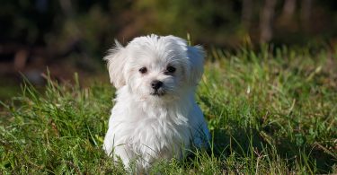 How to Groom a Maltese