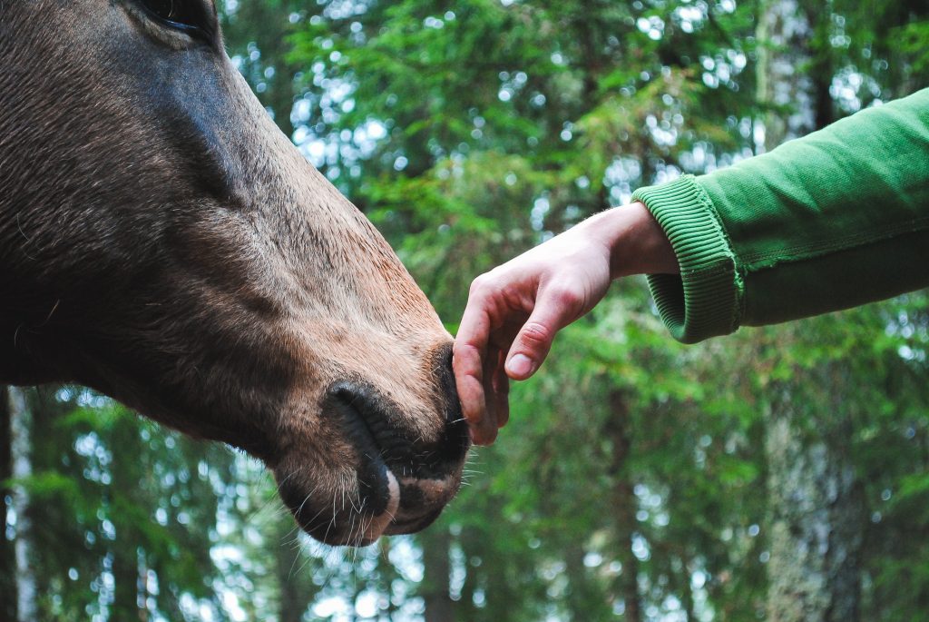 How Much do Farriers Make