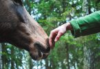 How Much do Farriers Make