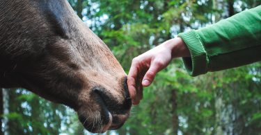 How Much do Farriers Make