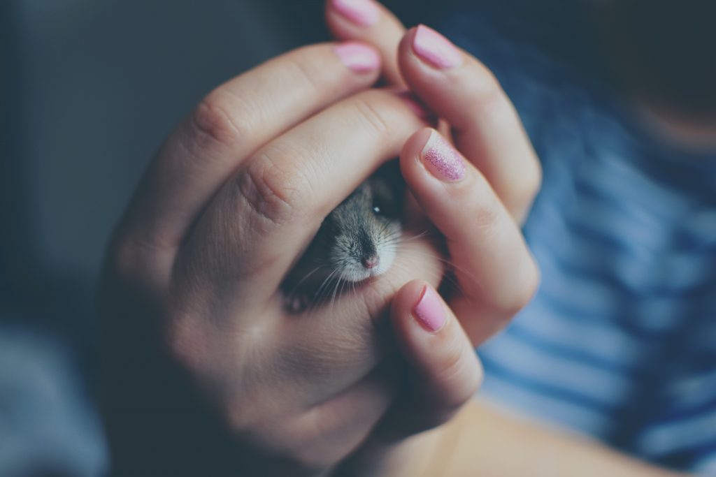 Petco Hamster Return Policy