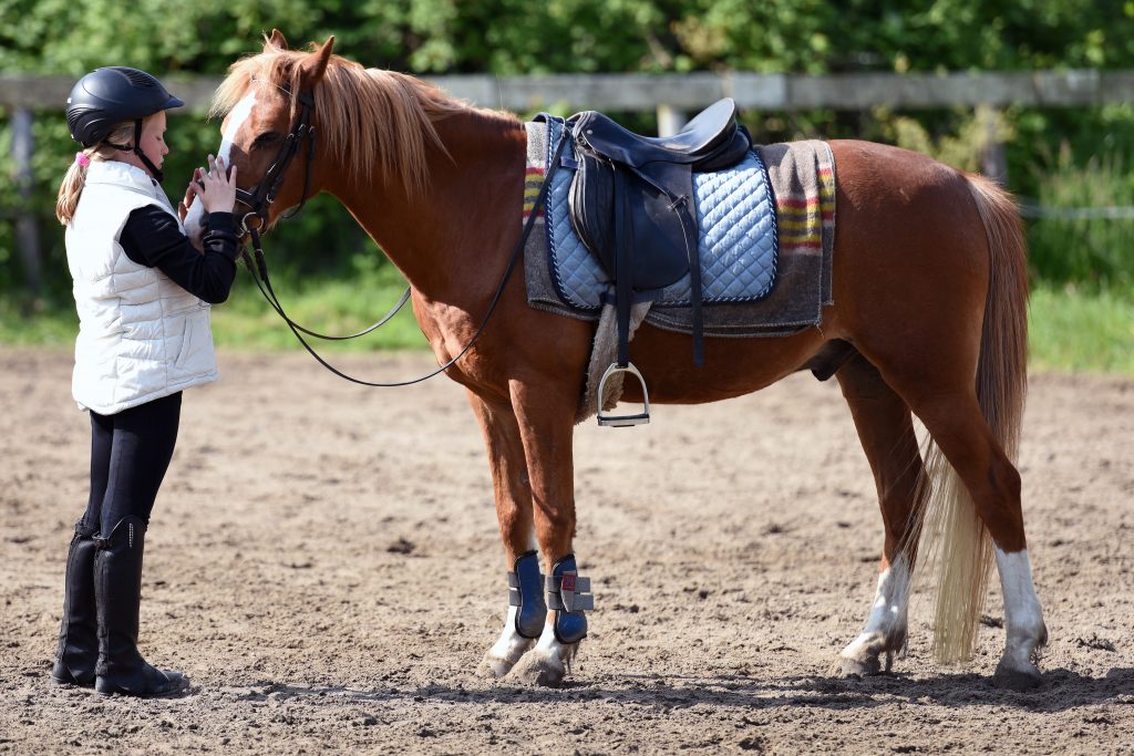 Learn About Being a Horse Groomer