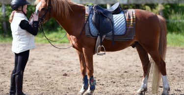 Learn About Being a Horse Groomer