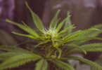 MT: How to Grow Cannabis Indoors Like A Pro