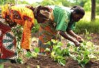 Grant Opportunity for Nigerian Women in Green Economy