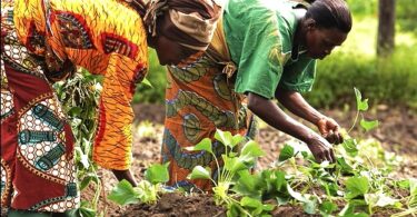 Grant Opportunity for Nigerian Women in Green Economy