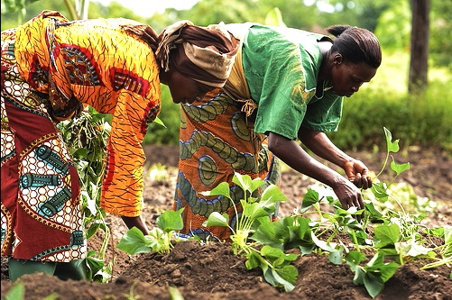 Grant Opportunity for Nigerian Women in Green Economy