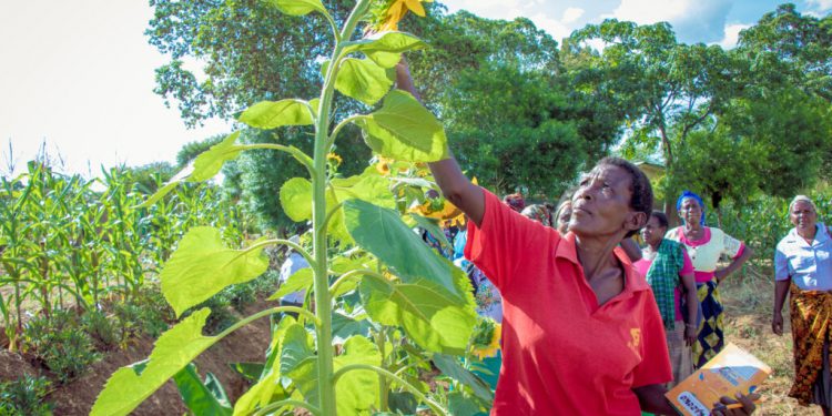 Resilient Agriculture Innovations for Nature (RAIN) Challenge phase III