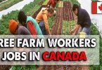 Seasonal Farm Work in Canada with Visa